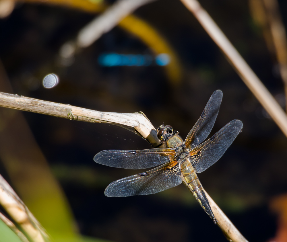 Vierfleck (Libellula quadrimaculata)7