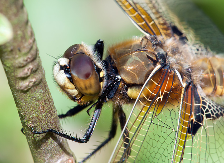 Vierflecklibelle 2012 06 26 01
