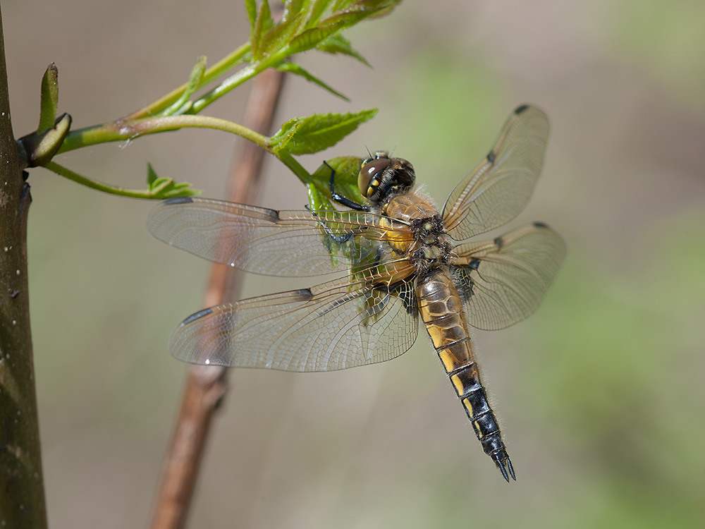 Vierflecklibelle (m) 04 x 2013 05 08
