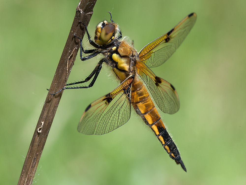 Vierflecklibelle (m) 07 2013 05 08