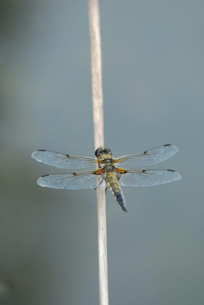 Vierflecklibelle