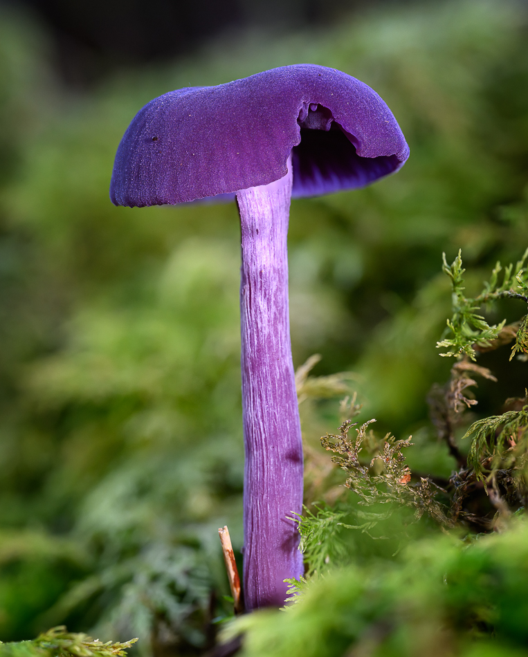 violetter Lacktrichterling-1.jpg