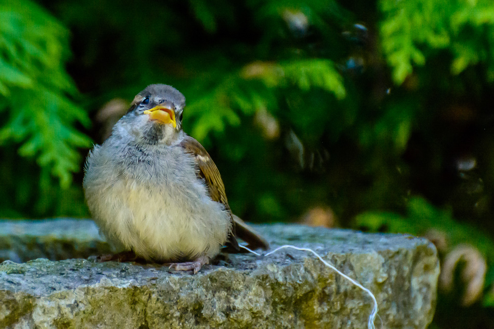 voegel 20160709 16 18 36 DSC 7017