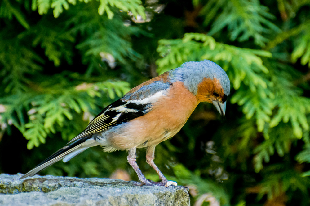 voegel 20160709 16 20 46 DSC 7023