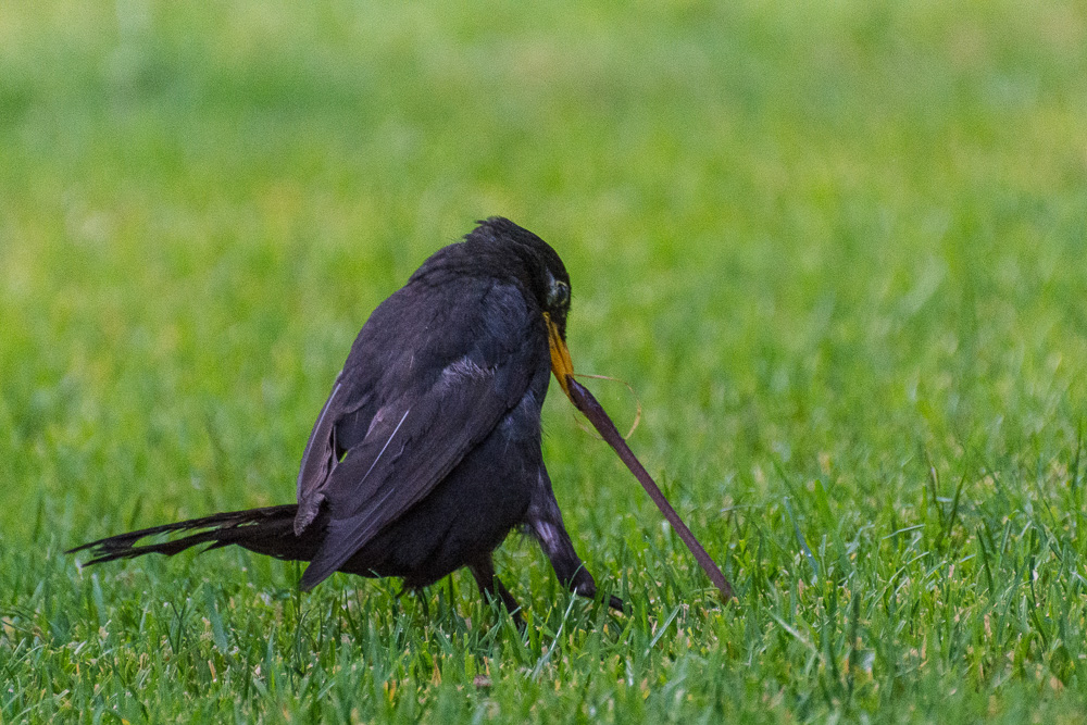 voegel 20160710 18 55 20 DSC 7085