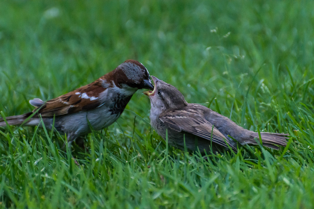 voegel 20160710 18 57 44 DSC 7106