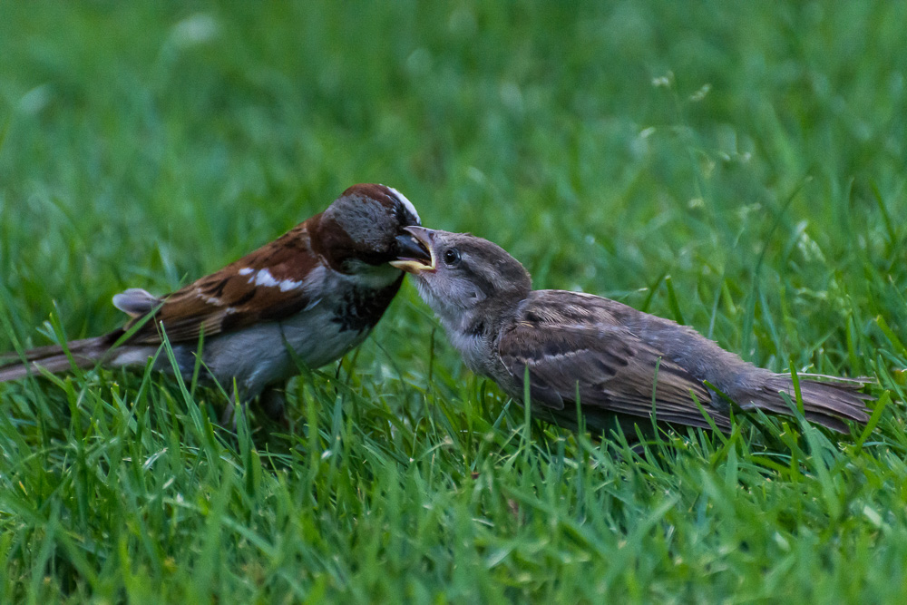 voegel 20160710 18 57 45 DSC 7108