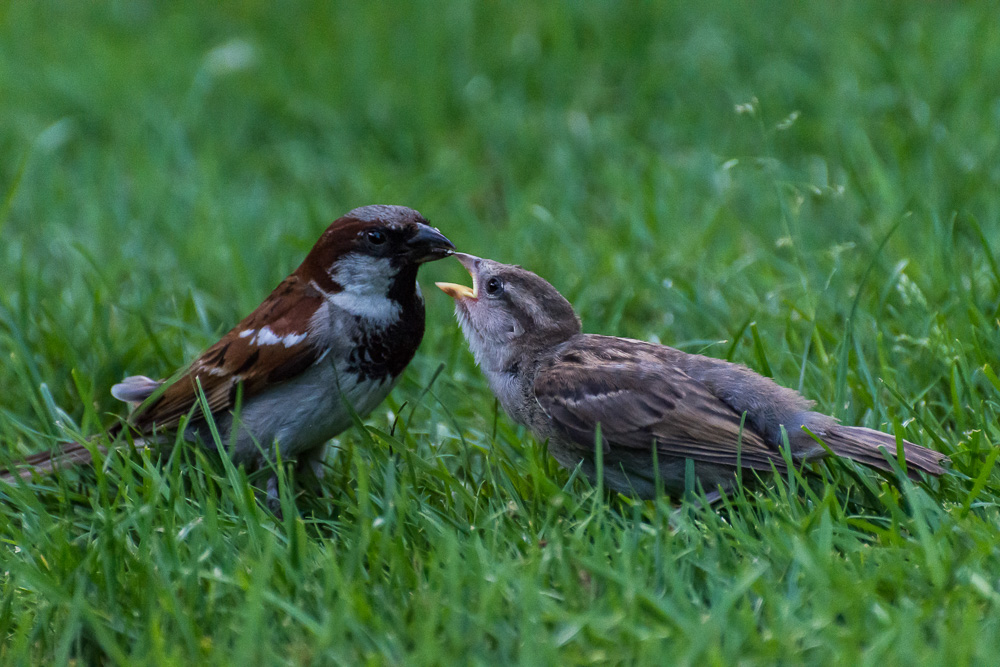 voegel 20160710 18 57 50 DSC 7115