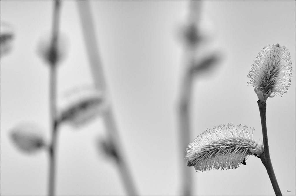 vogDSC 0059