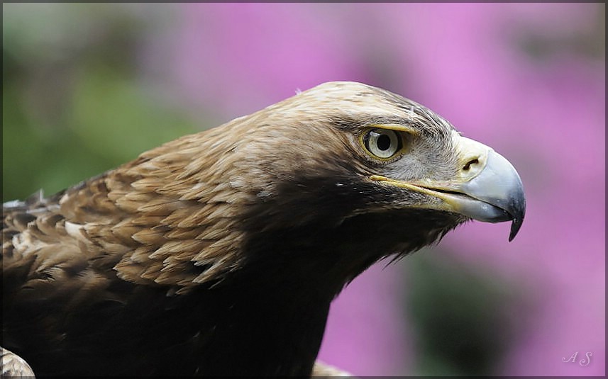 Vogel 1