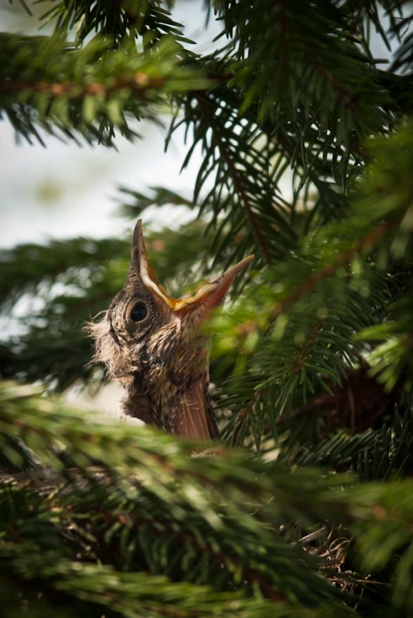 Vogel 1