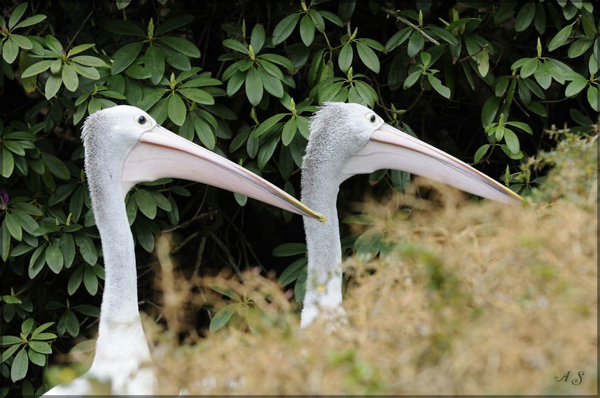 Vogel 10
