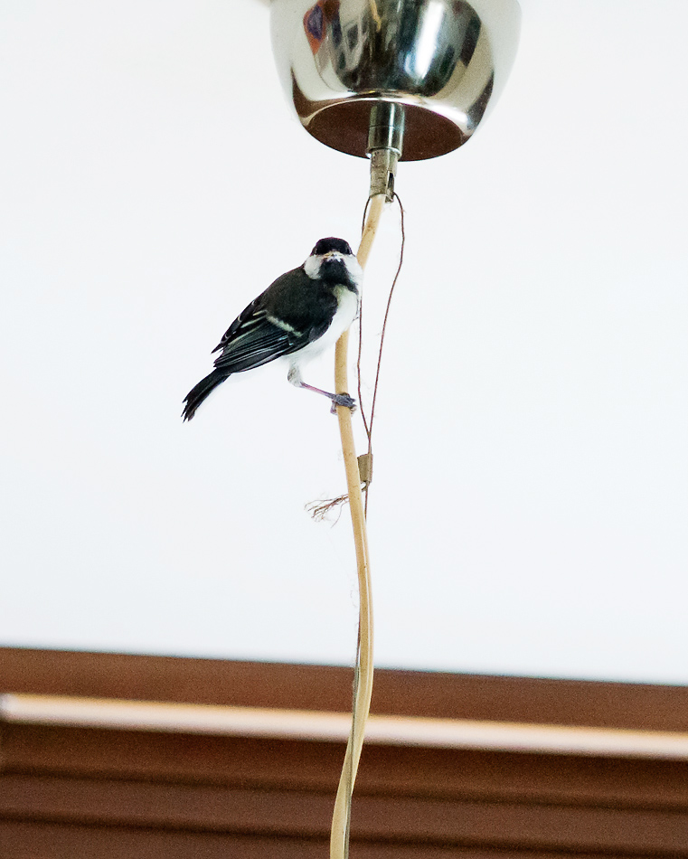 Vogel 26 06 2017 1100399