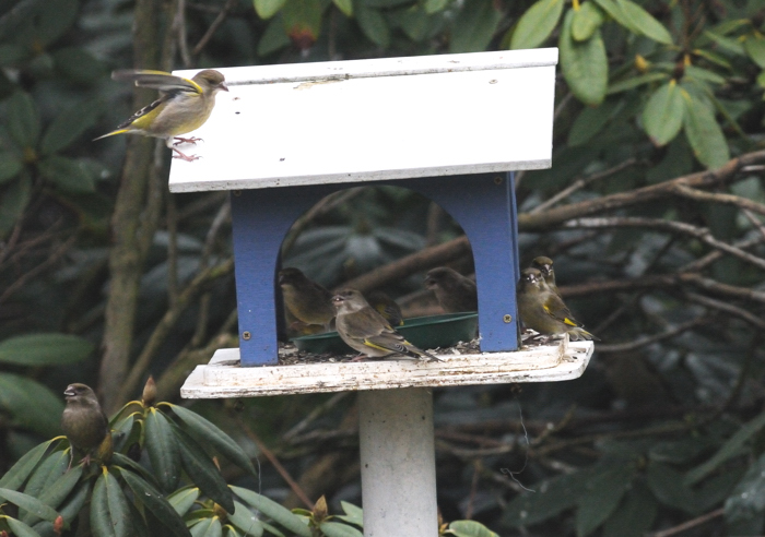 vogel 3