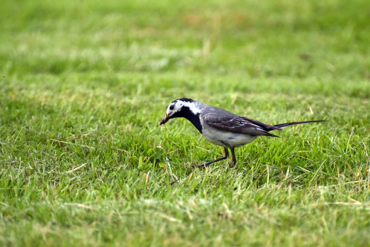 Vogel 3