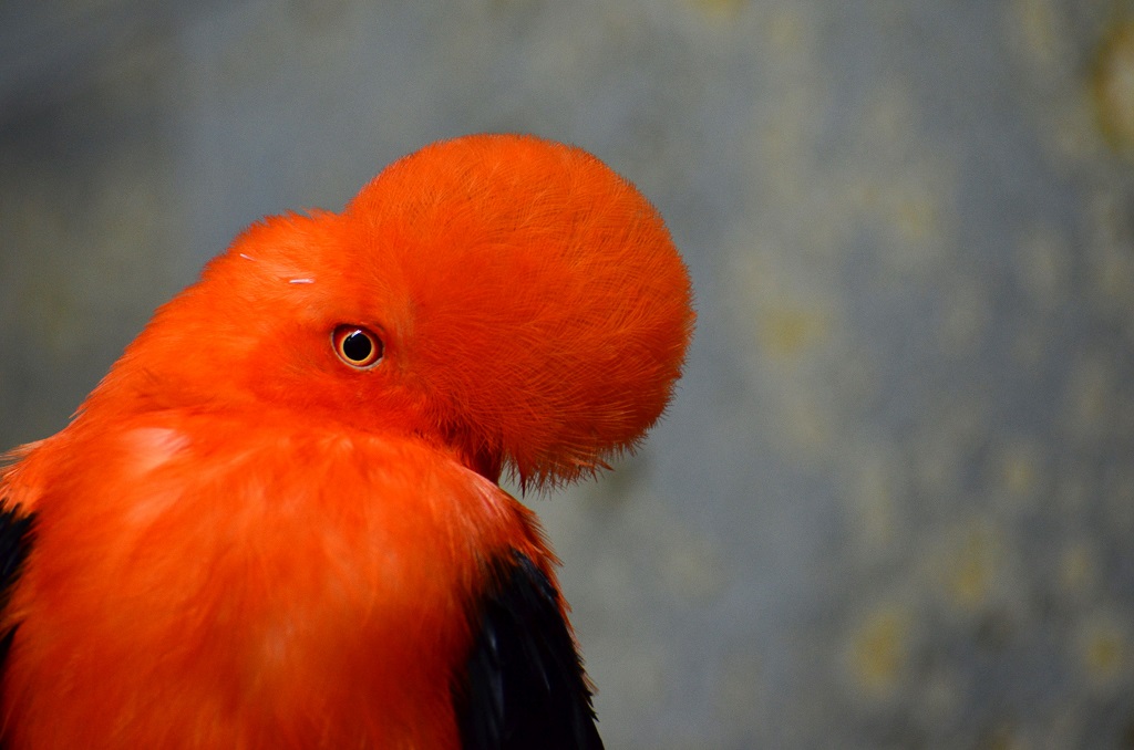 Vogel 5