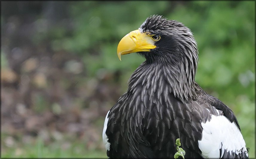 Vogel 8