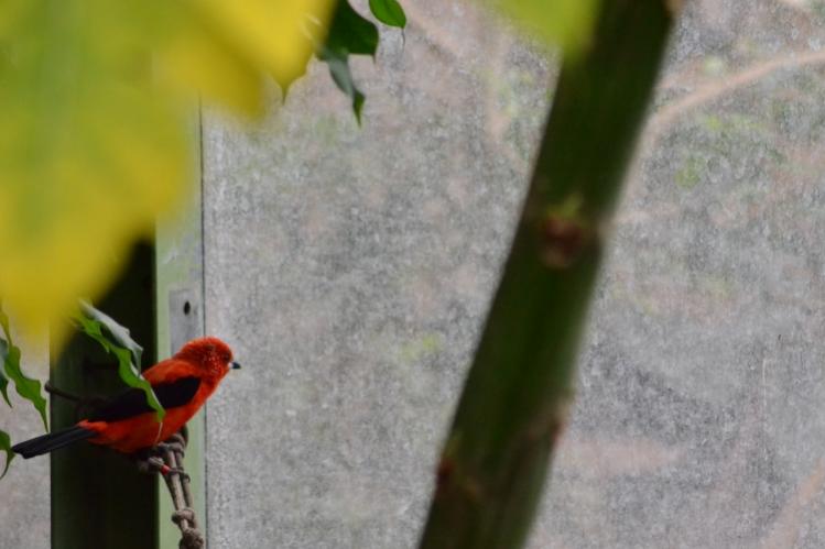 Vogel am Fenster