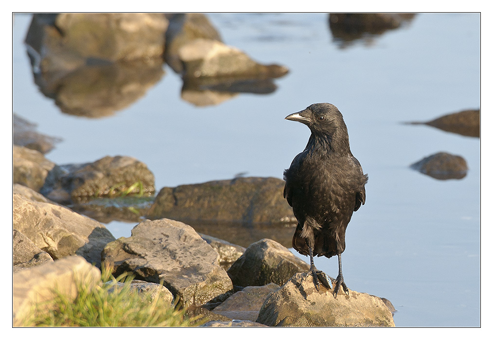 Vogel am Wasser 3