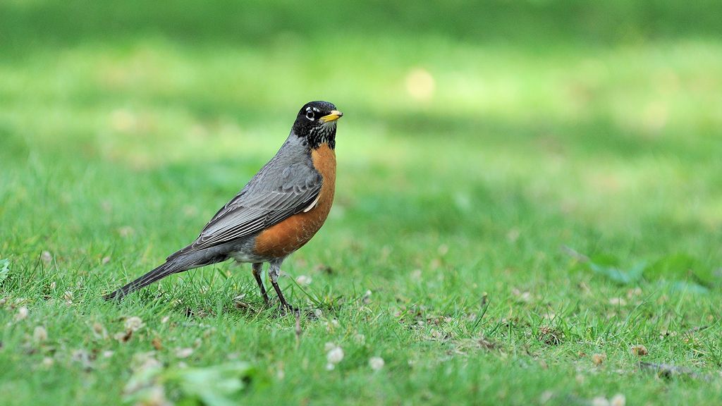 Vogel im Central Park
8590