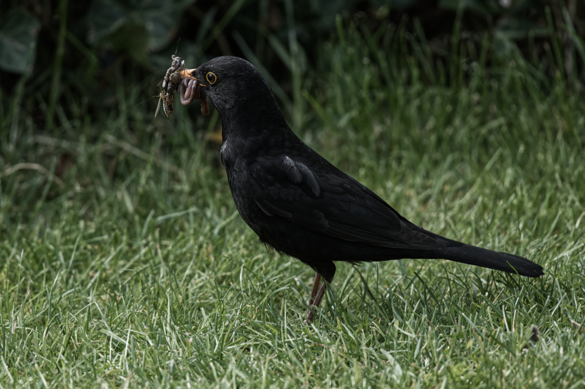 Vogel im Garten