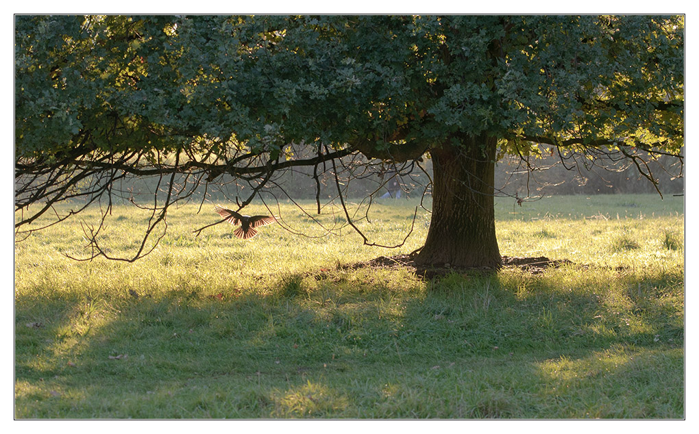 Vogel im Gegenlicht