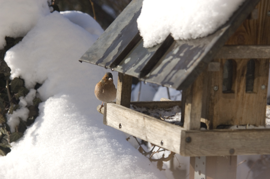 Vogel im Winter