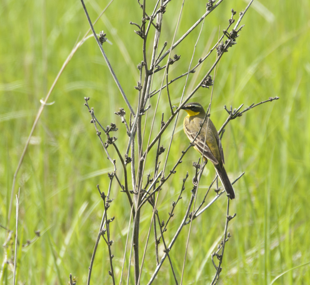 Vogel  (wer kennt ihn?) in Rumänien gesehen