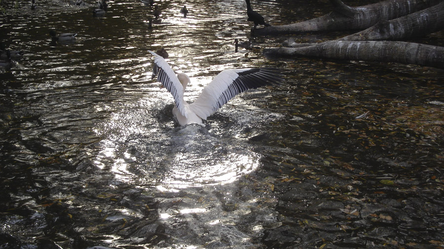 Vogel