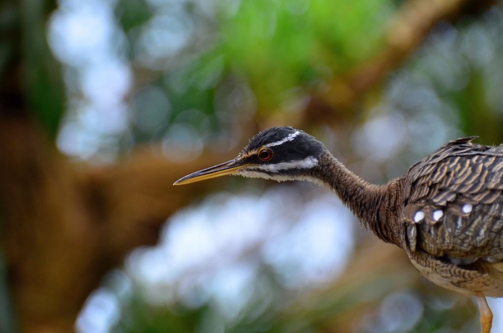 Vogel