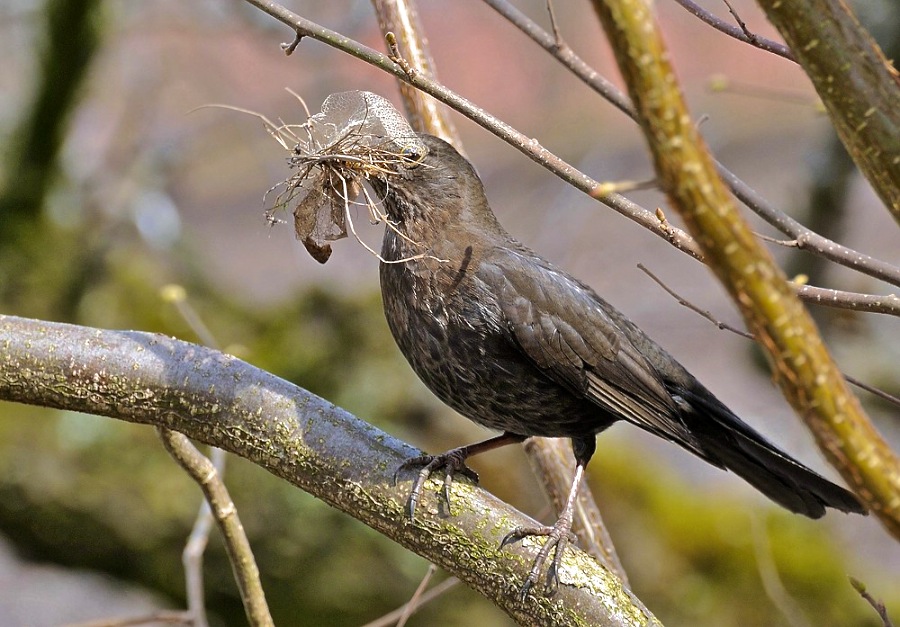 Vogel