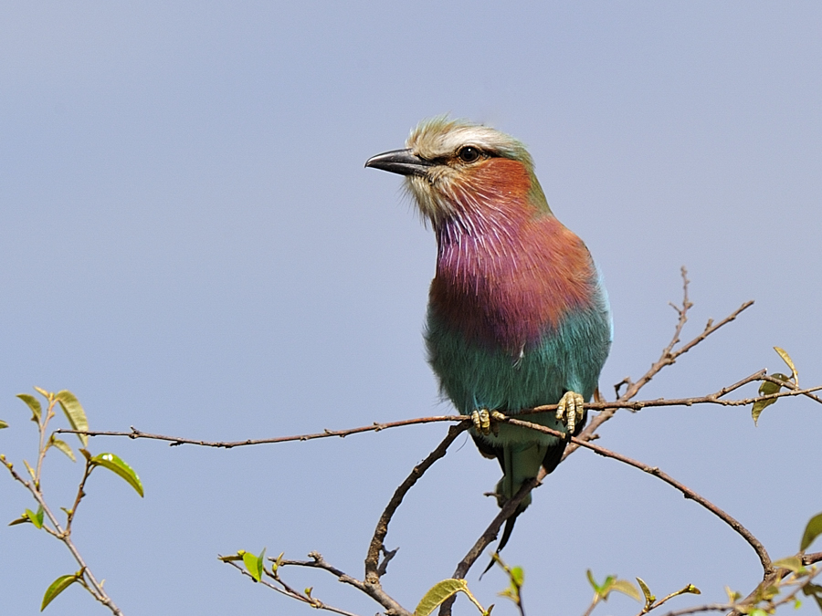 vogel1