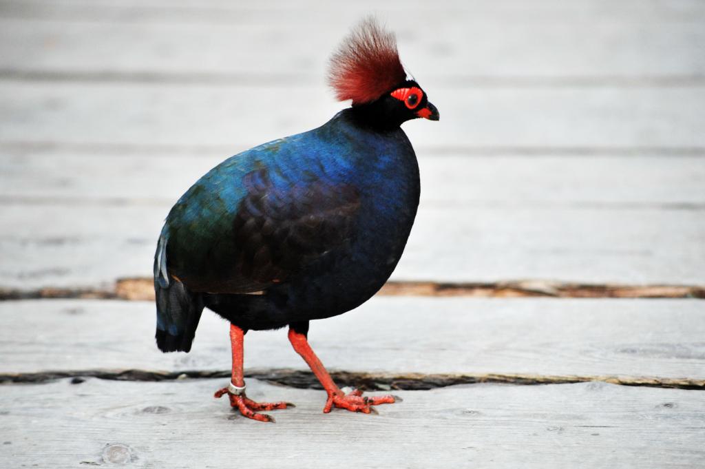 Vogel1