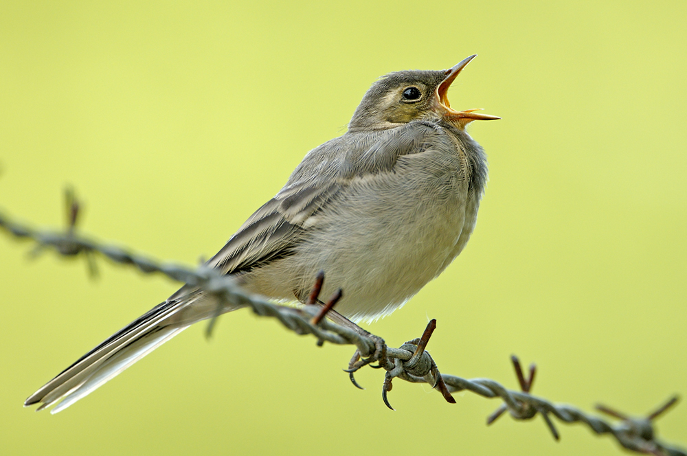 Vogel1527fc