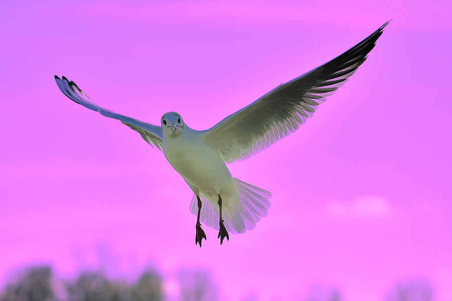 Vogel2