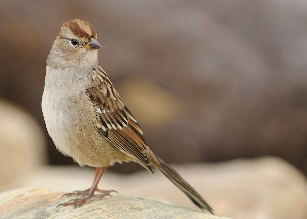 vogel3