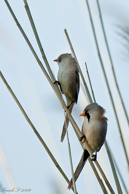 vogel4