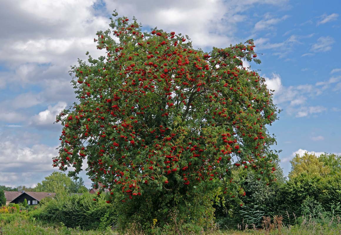 Vogelbeerbaum.jpg