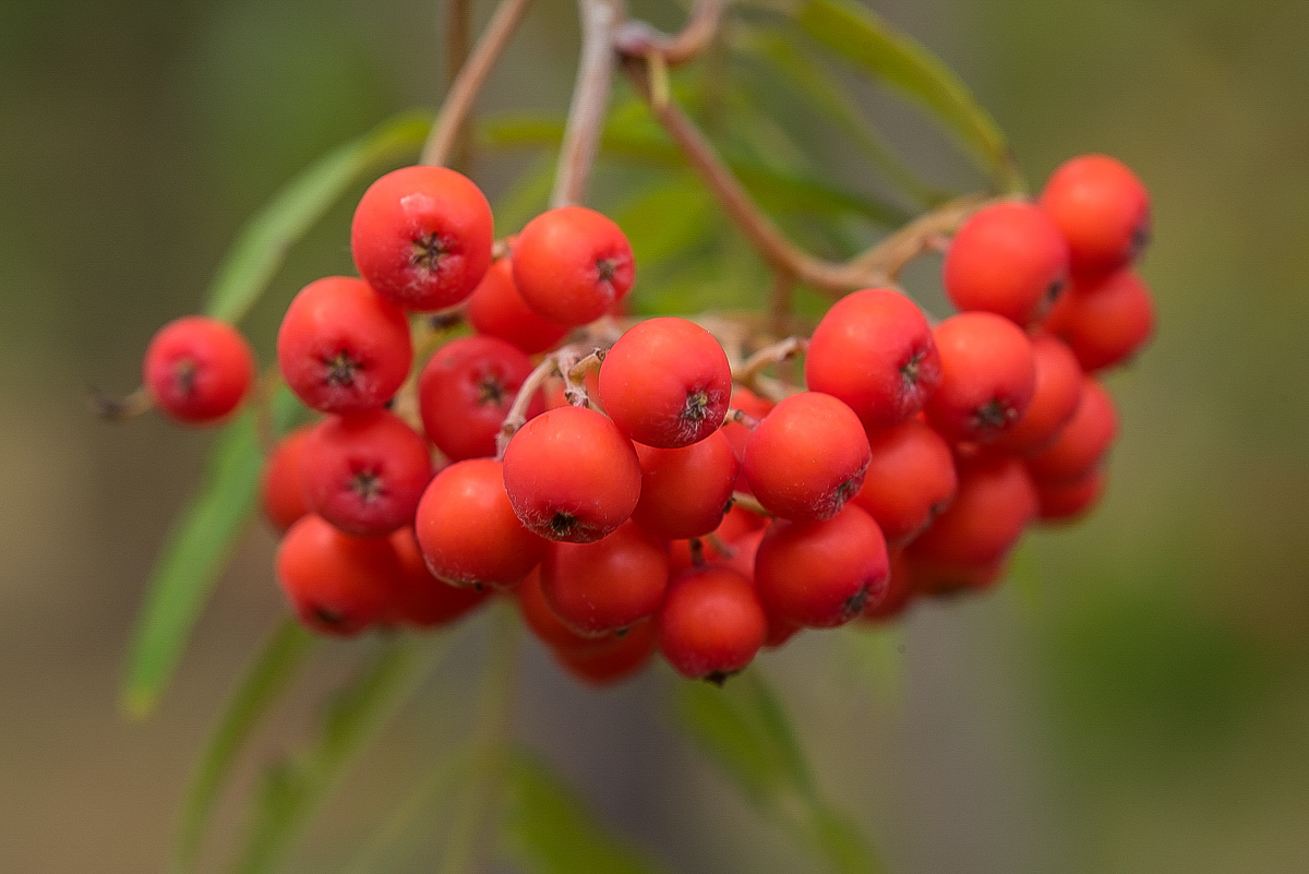 Vogelbeeren (1 von 1).JPG