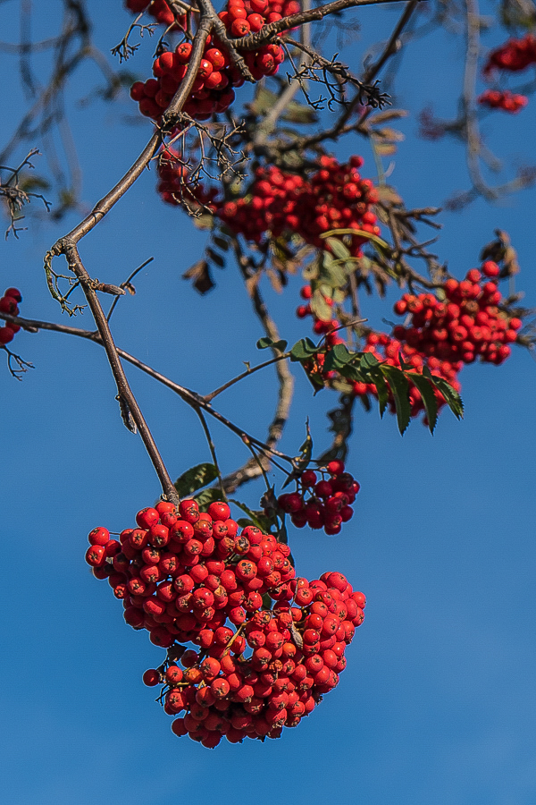 Vogelbeeren (1 von 1).JPG
