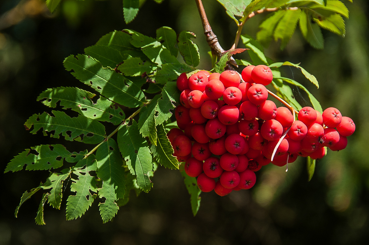 Vogelbeeren (1 von 1).jpg