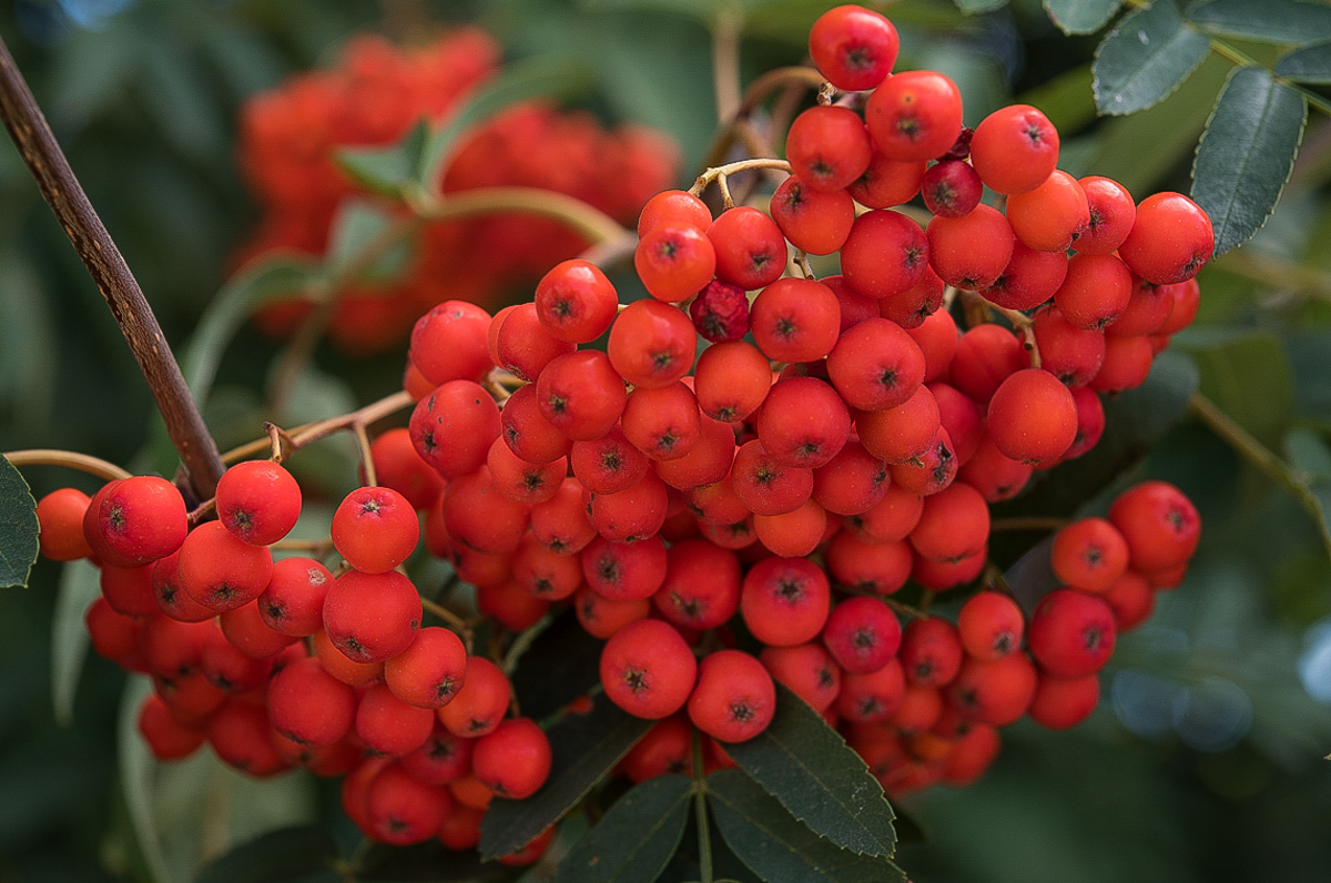 Vogelbeeren 2 (1 von 1).JPG
