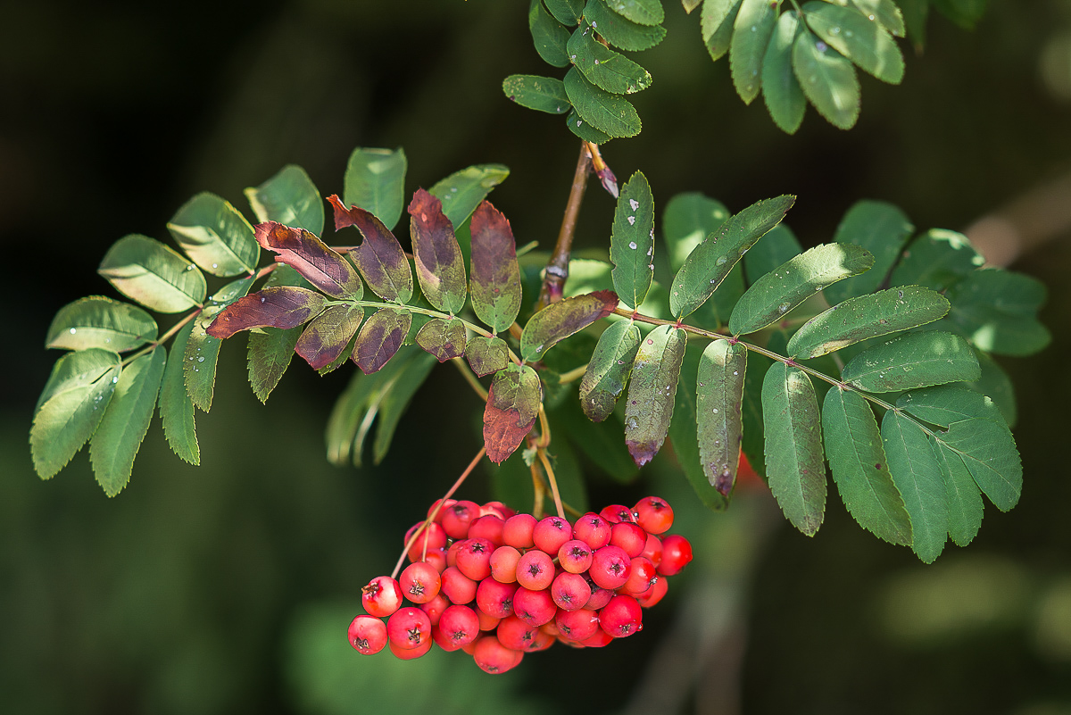 Vogelbeeren 2.jpg