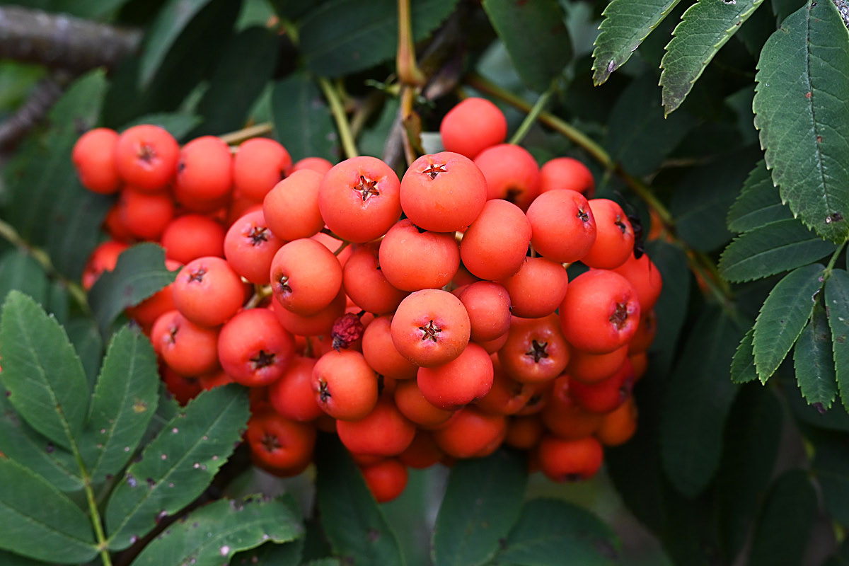 Vogelbeeren.jpg