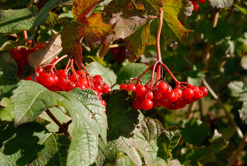Vogelbeeren