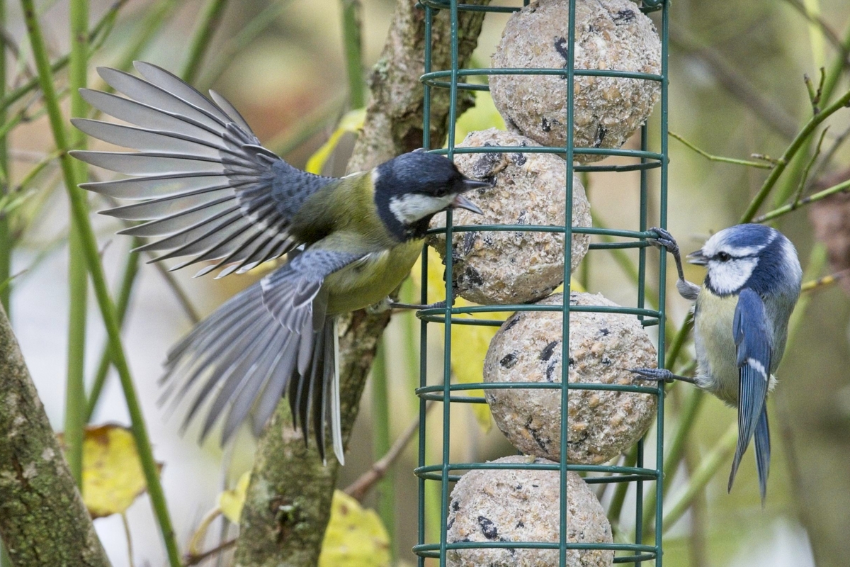 Vogelfütterung_1 Nov_2019 DSC_4352.jpg
