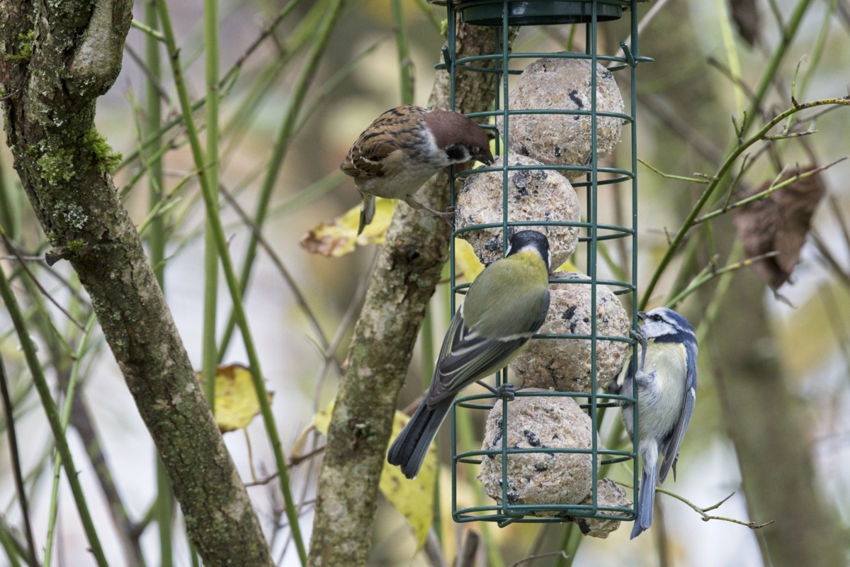 Vogelfütterung_10 Nov_2019 DSC_4441.jpg