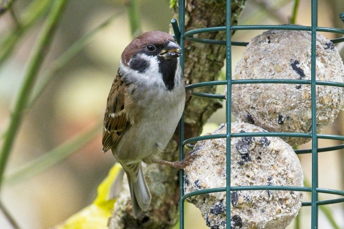 Vogelfütterung_12 Nov_2019 DSC_4476.jpg