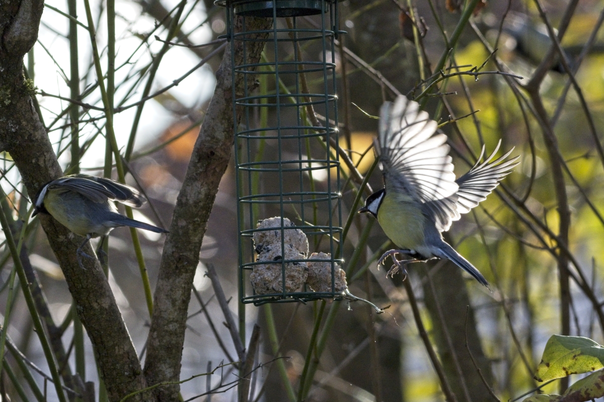 Vogelfütterung_15 Nov 2019_DSC_4719.jpg