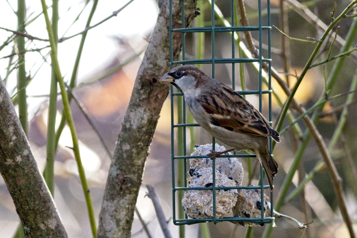 Vogelfütterung_17 Nov_2019 DSC_4778.jpg